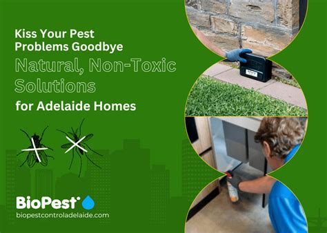Pest Problems Natural Non Toxic Solutions For Adelaide Homes Pest