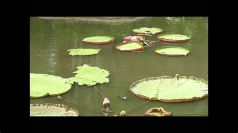 Botanic Gardens Of Singapore Oasis Of Tranquillity Youtube