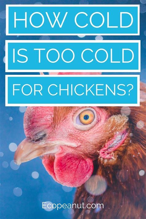 A Close Up Of A Chicken With The Words How Cold Is Too Cold For Chickens