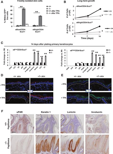 UPAR Modulates Keratinocyte Differentiation And Proliferation A C