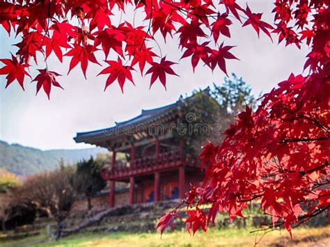 Red Leaves Of Maple Tree At Dodong Seowon Dalseonggun Daegu South