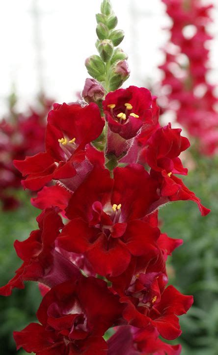 Antirrhinum Majus Doubleshot Crimson Red Muller Seeds