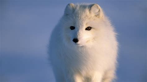 Ice Fox Wallpapers Top Free Ice Fox Backgrounds Wallpaperaccess