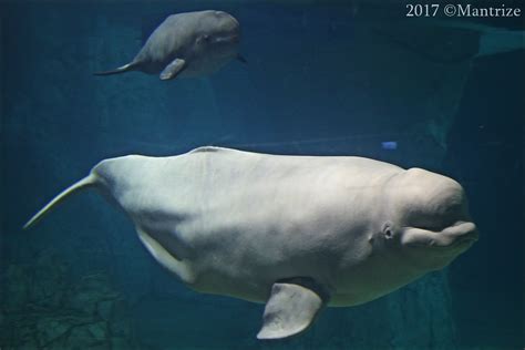 L oceanogràfic Details of the picture Species belugas De Flickr