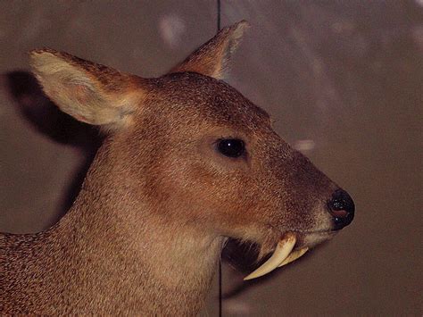 Chinese Water Deer Facts, Habitat, Diet, Life Cycle, Baby, Pictures