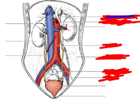 Anatomy Parts Of The Urinary System Flashcards Quizlet