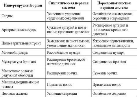 Симпатическая и парасимпатическая нервная система человека