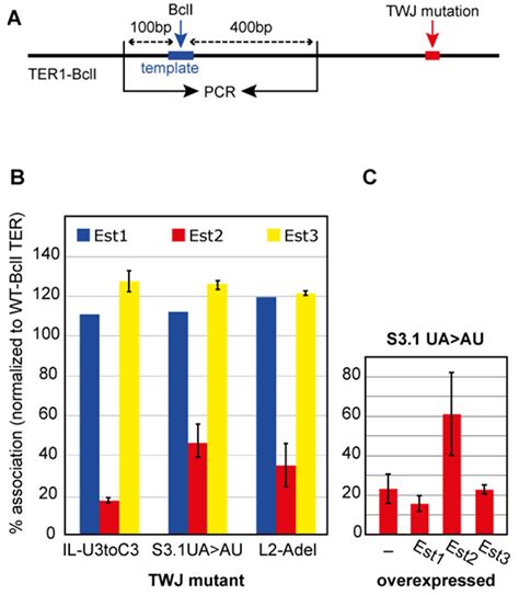 Ijms Free Full Text Functional Interactions Of Kluyveromyces Lactis