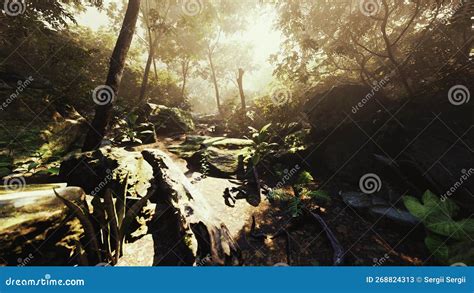 Time Lapse Of A Tropical Jungle In The Mountains Of Puerto Rico Stock