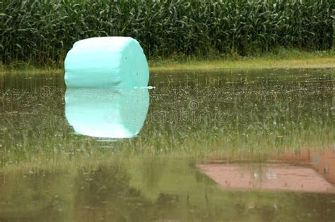 Flooded agriculture stock photo. Image of change, diseased - 10903138