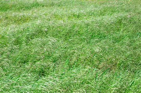 Lapangan Dengan Rumput Hijau Bergoyang Tertiup Angin Latar Belakang ...