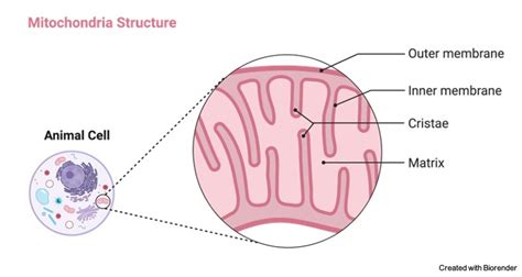 Mitochondria: Function, Definition, Significance, and Facts I NotesBard