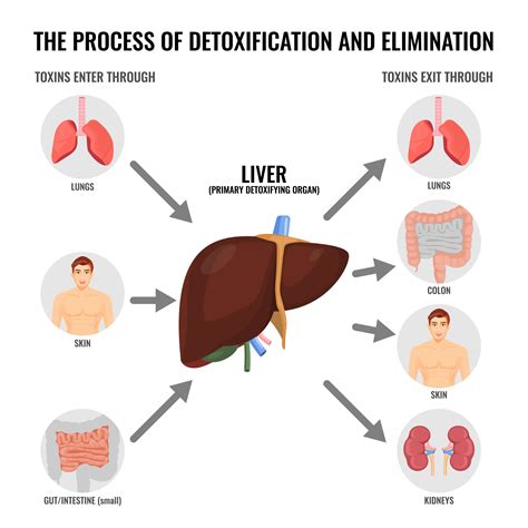 Liver Cleansing - Detox Your Liver Naturally - Dr. Shiva Lalezar