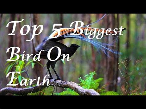 Top Biggest Birds On Earth Hd Country And Species Details Youtube