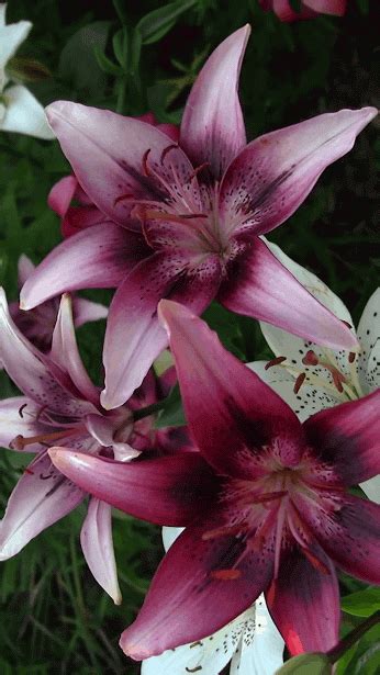 Some Pink And White Flowers Are In The Grass