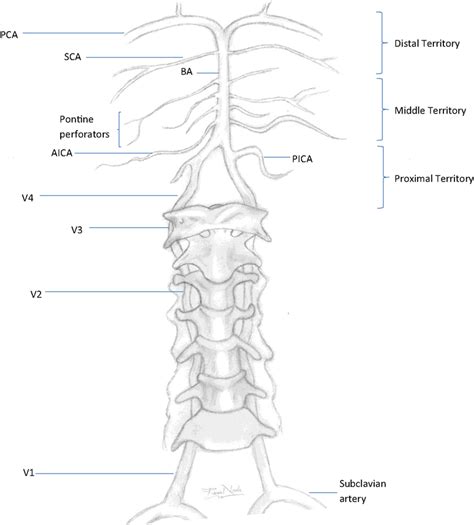 Vertebrobasilar System Pca Posterior Cerebral Artery Sca Superior