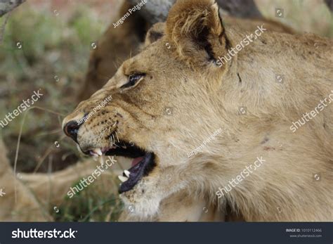 Close African Lion Growling Stock Photo 1010112466 | Shutterstock