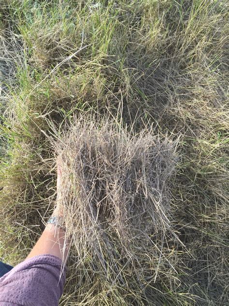 Crested Wheatgrass – Forage U-Pick