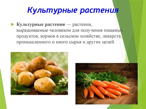 Общая характеристика и классификация культурных растений - презентация ...