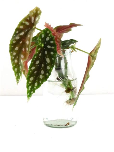 Angel Wing Begonia Propagation Tips!