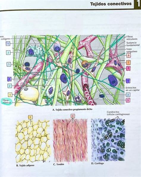 Fatima On Instagram Tejidos Conectivos Conectivo Propiamente Dicho