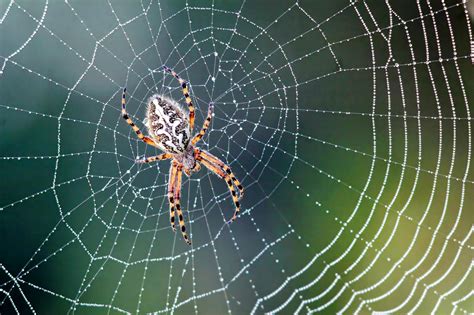 Spider Web With Spider