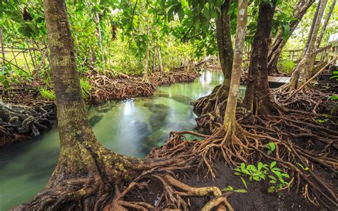 Fondos De Pantalla Bosque Tropical Río árboles 3840x2160 Uhd 4k Imagen