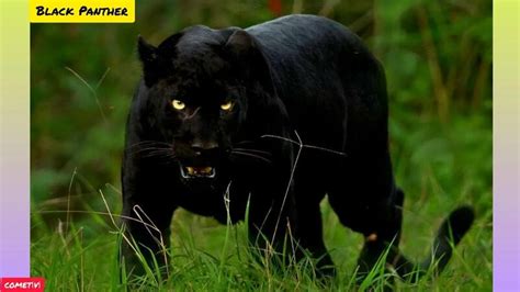 Siyah Panter Black Panther Renginin S Rr Melanistik Postlu Pars