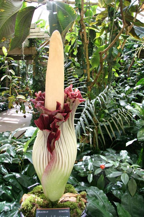 Photo Of The Entire Plant Of Titan Arum Amorphophallus Titanum Posted