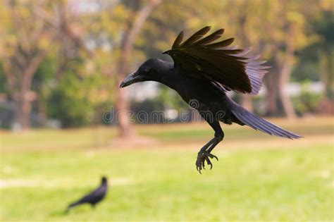 Two Black Birds Stock Photo Image Of Peaceful Yellow 177158150