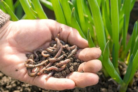 Outdoor Vermicomposting Tips Where Do I Get Earthworms For Garden Gardening Know How