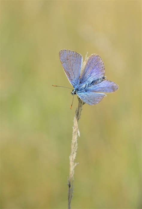 polyommatus icarus common blue butterfly artofit