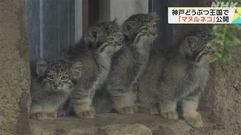 「マヌルネコ」の赤ちゃん4匹 21日から一般公開 神戸｜nhk 兵庫県のニュース