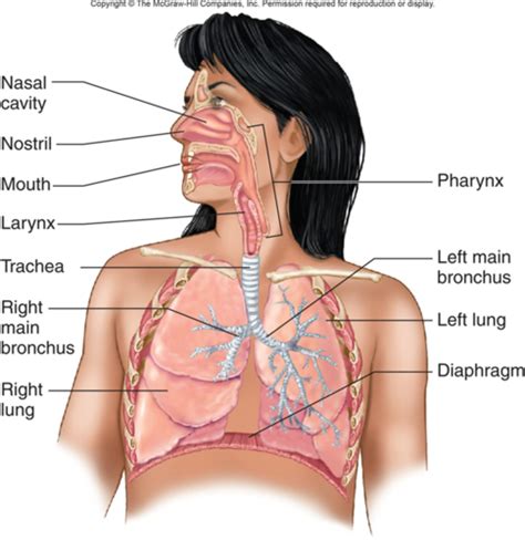 Respiratory Physiology Flashcards Quizlet