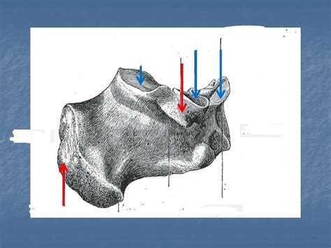 Calcaneus Medial Aspect Diagram Quizlet