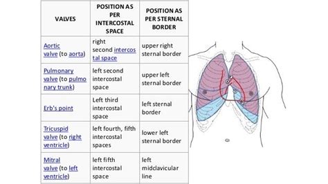 Coronary heart Murmur Left Sternal Border