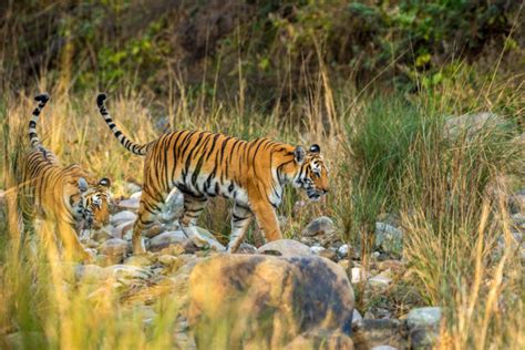 Countries Where You Can See Tigers In The Wild Atlas Boots