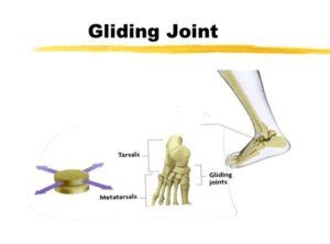 What Is Gliding Joint? Definition, Types, Examples, Uses And Disorders