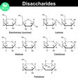 Chemical Structures Main Disaccharides Royalty Free Vector