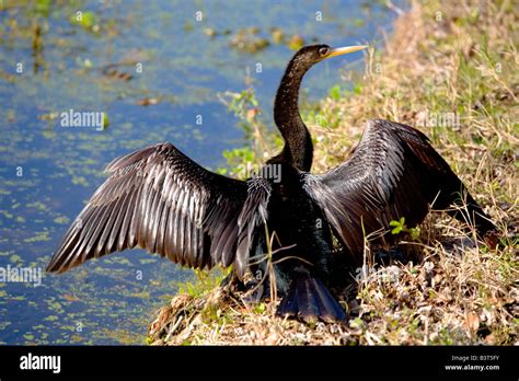 anhinga water turkey anhinga anhinga leucogaster florida stock photo