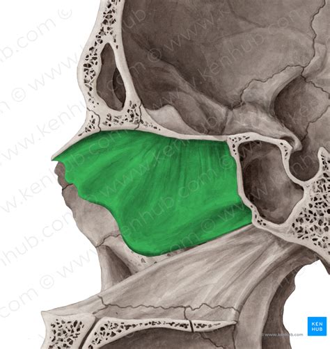 Perpendicular Plate Of Ethmoid Bone 4410 Kenhub Image License Store