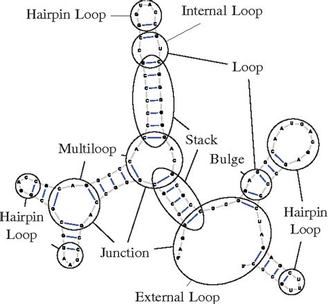 Rna Structure Diagram Labeled