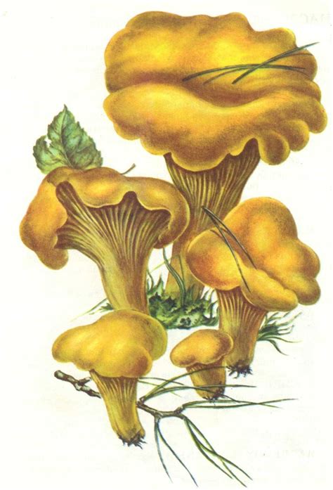 Гриб лисичка рисунок карандашами и красками.