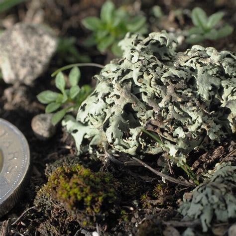 Typical Habit Of Xanthoparmelia Pulvinaris On Sand Surface In An Open