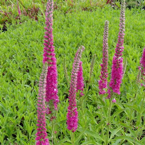Ehrenpreis 'Rotfuchs' - Veronica spicata 'Rotfuchs' Die bei uns sehr ...