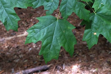 Florida Maple (Acer floridanum) - Footsteps in the Forest