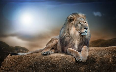 Wallpaper Animals Rock Nature Lion Wildlife Big Cats Adventure