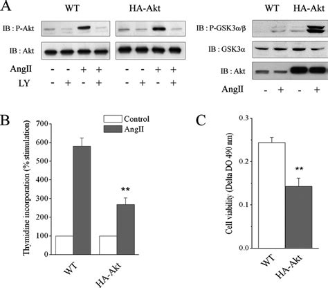 Akt Overexpression Decreases Cell Proliferation Induced By Angii