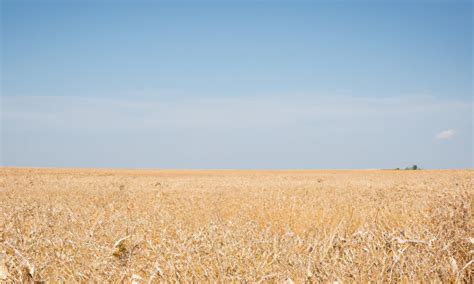 Sovecon Lowered Russian Wheat Production Forecast The Sizov Report Blog