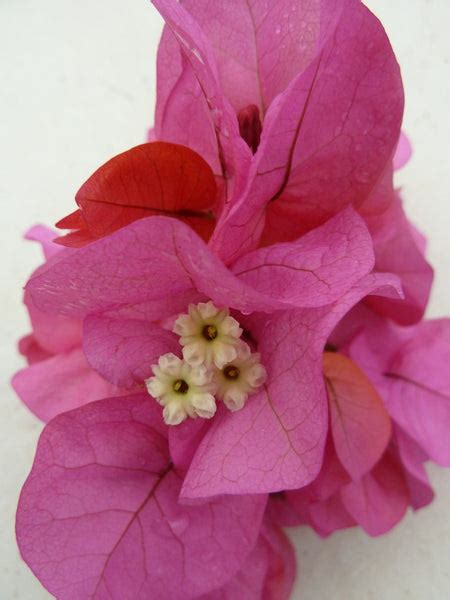 Bougainvillea Clifton Belle Prince Propagation
